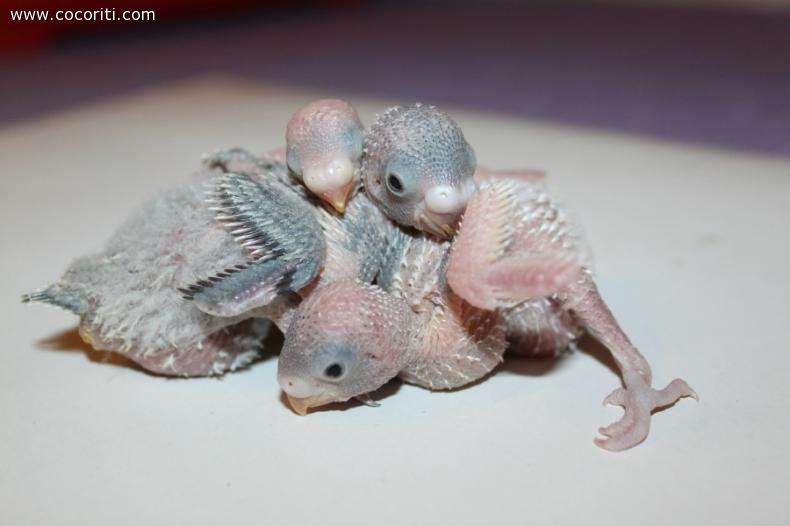 Teneri cuccioli