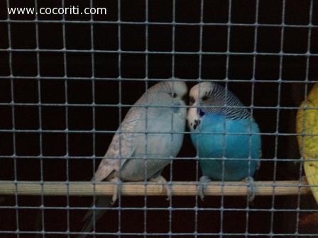 COCCOLE!