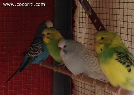Cielo, King, Nuvola e Gloria