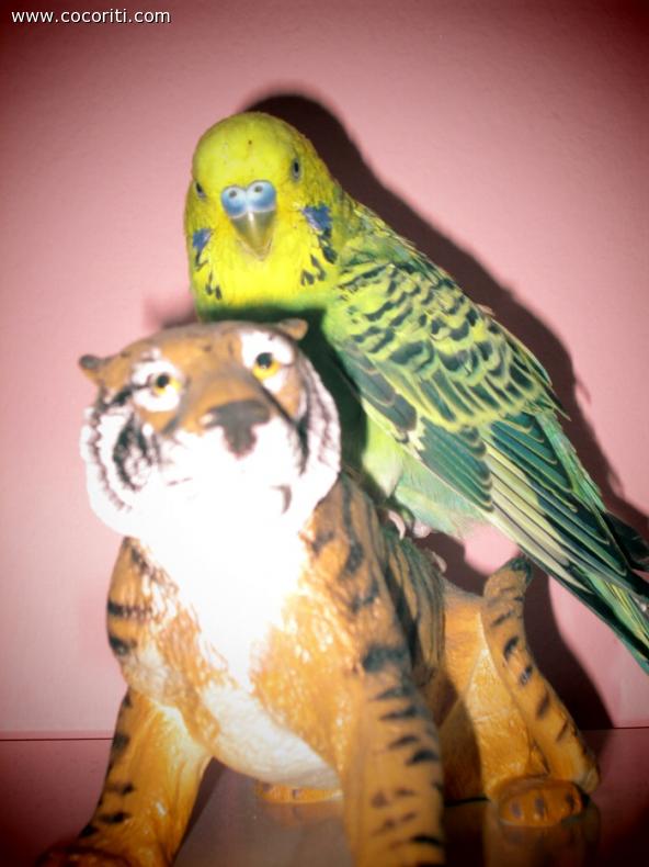 tigrotto e green!!