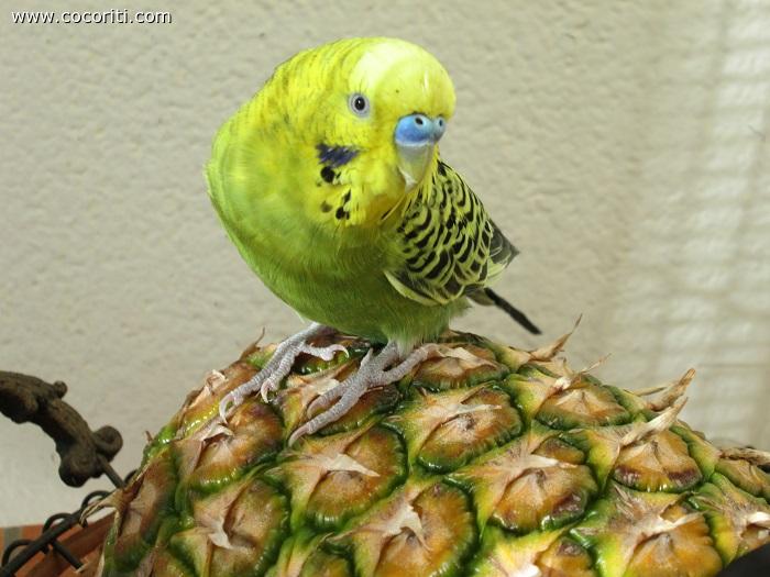 Green sull'ananas!