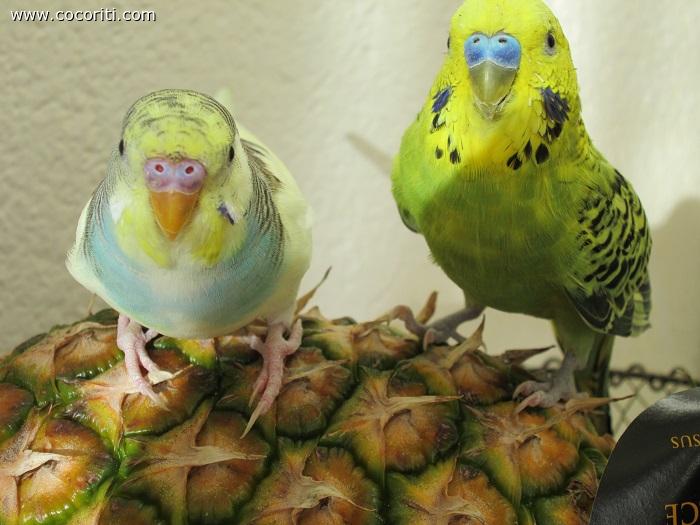i miei coco sull'ananas!