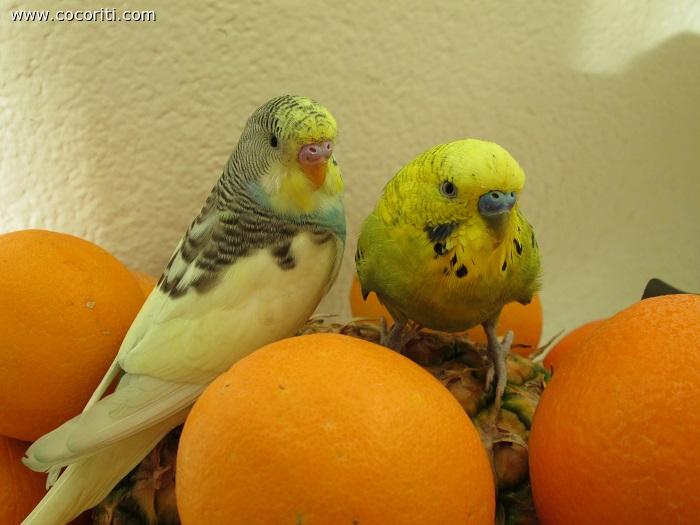 tra la frutta!!