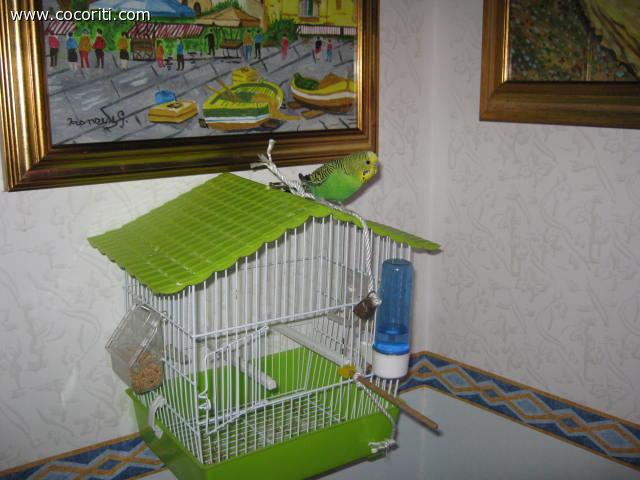 il mio coco addestrato