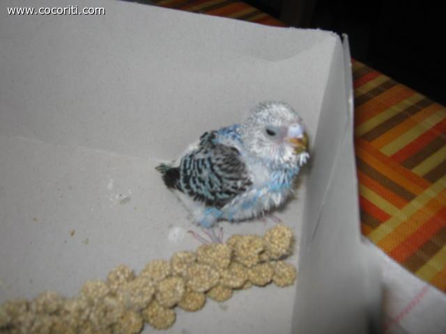Lory