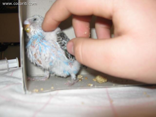 coccole