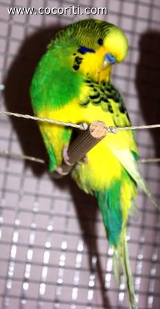 CICCIO