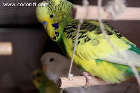 CICCIO