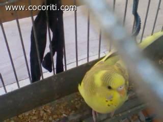vi mostro ancora la mia coco