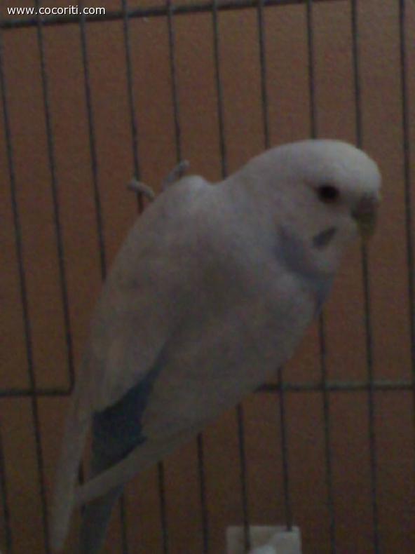 cocchina