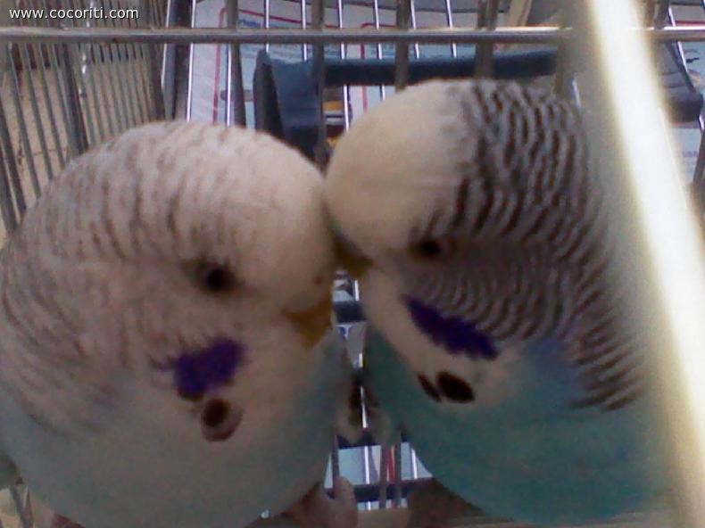 vi presento i 2 nuovi arrivi