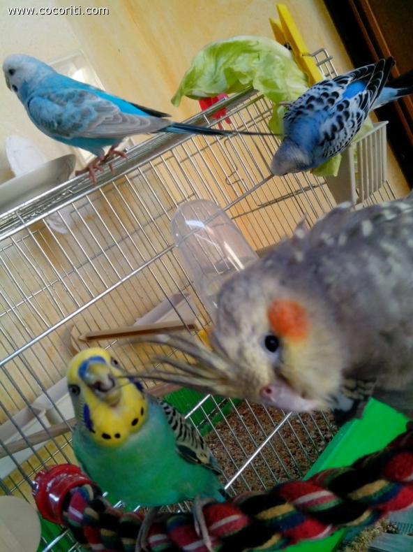 andrea, pepito, betty e blue!