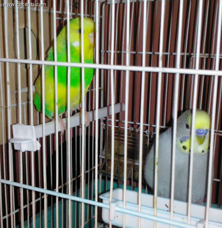 O romeo romeo perche sei tu romeo?