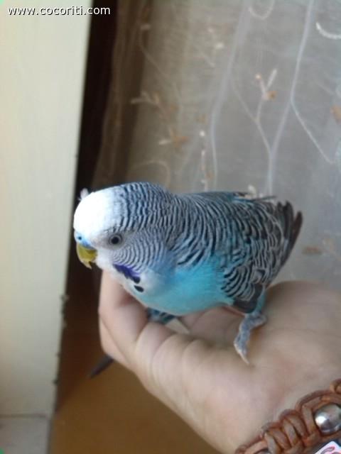 Kiko sulla mano