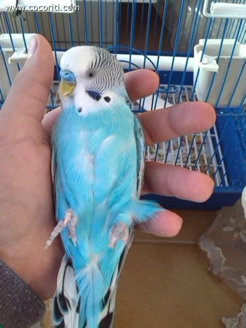 Kiko a pancia in su!
