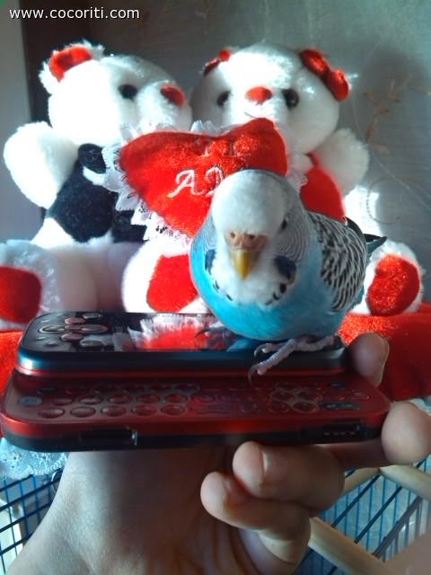 Coco con cellulare