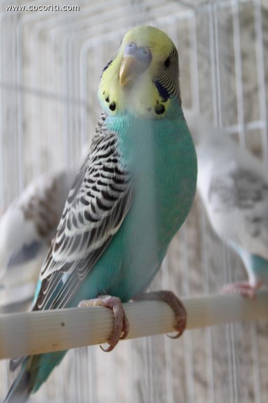 titolo