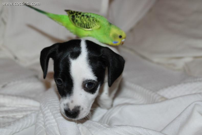 C'è piu' dolcezza tra gli animali