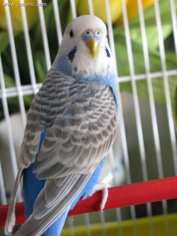 Pepita in posa