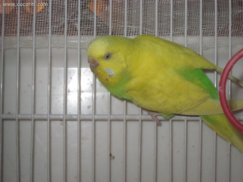ambra