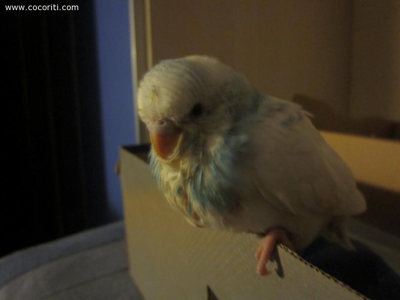 il pullo che sto crescendo