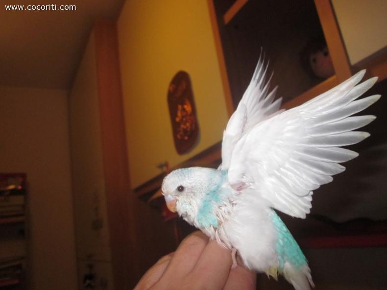 Gioielle atterraggio primo volo