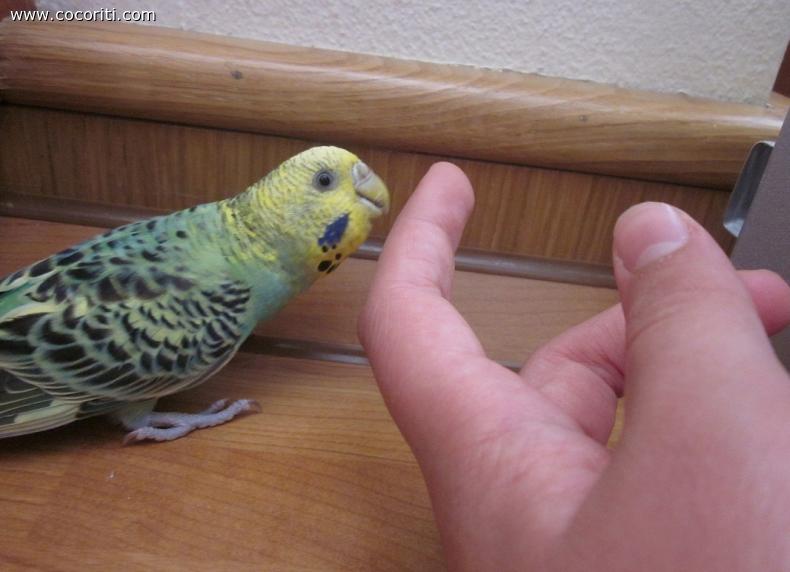 posso dare un bacino