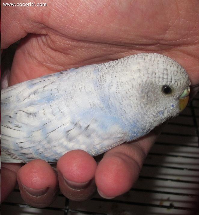piccola