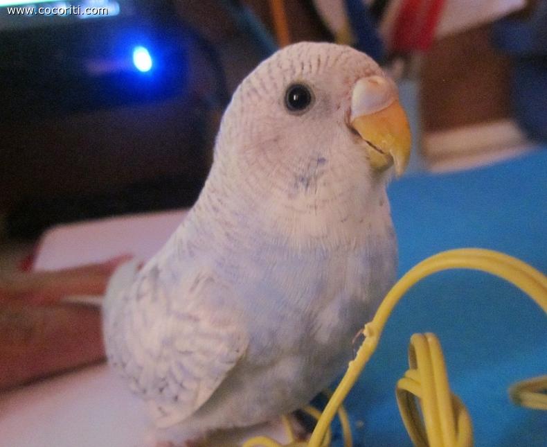 zeffira, la mia principessa