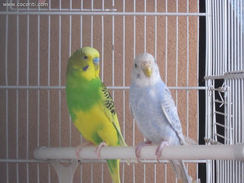 foto di fiadanzamento