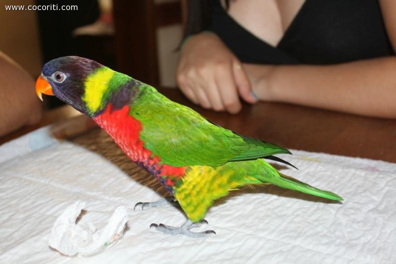 lory testa nera