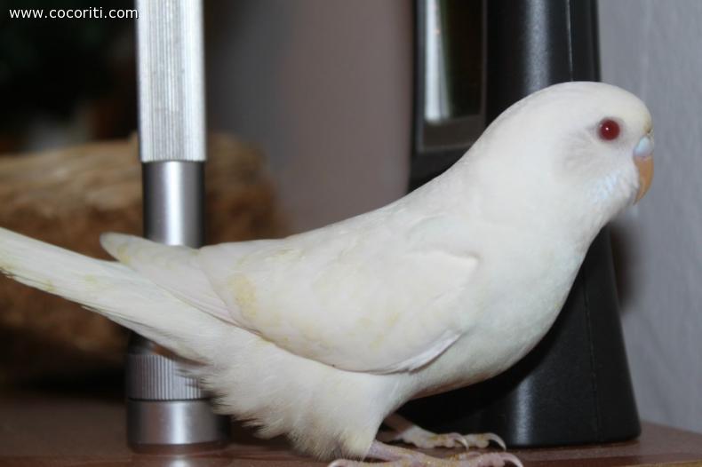 albino