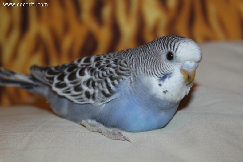 coconero