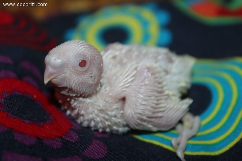Pullo di Albino cresce