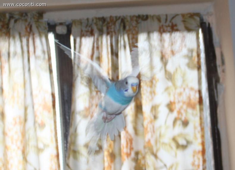in volo