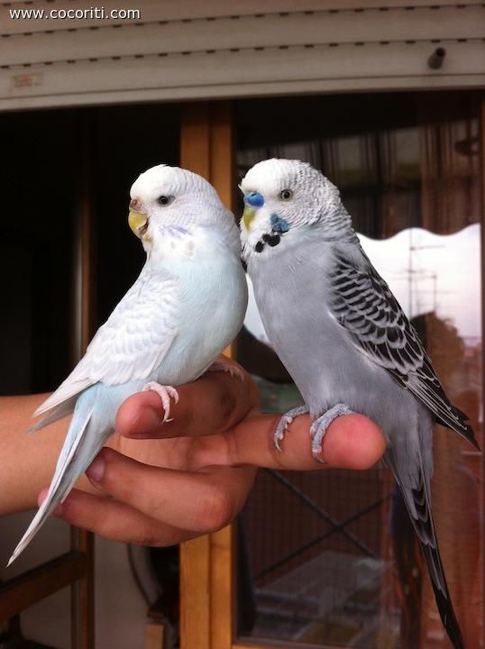 Mamma e Papà