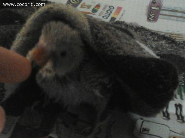 coccole