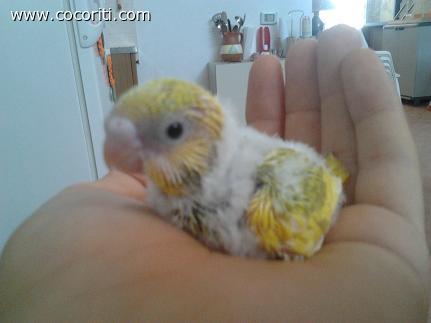 cito j.