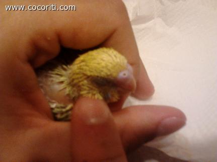 coccole