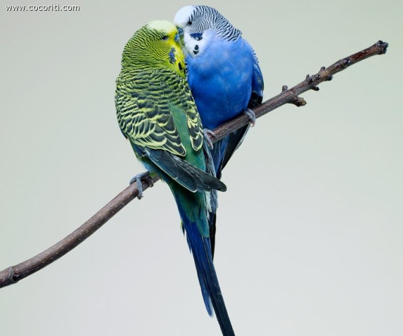 Bellissimi