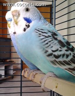 vi presento Lola