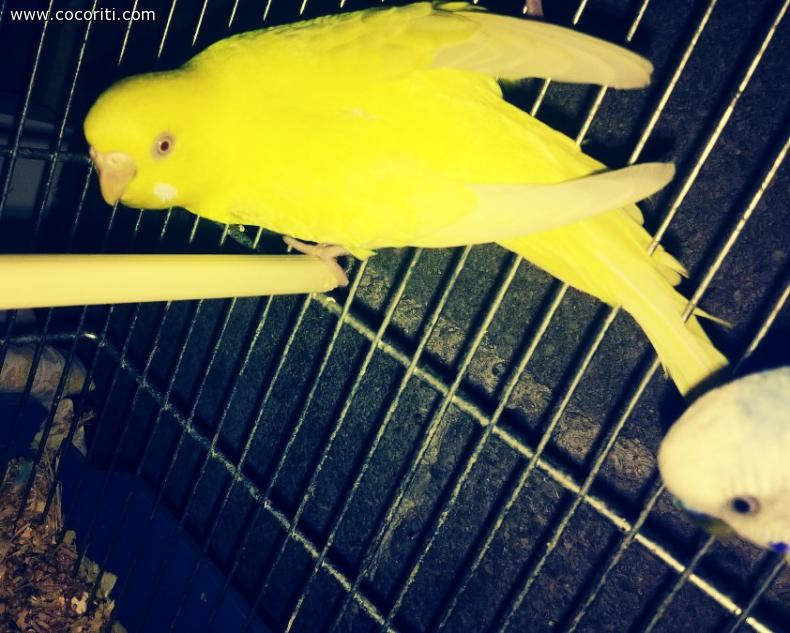 ecco la mia piccola lutina che ormai è anche diventata madre...il tempo passa in fretta