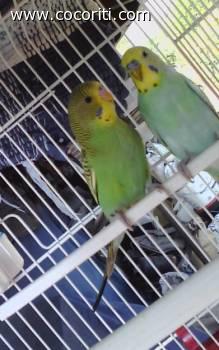 Omar e Iris