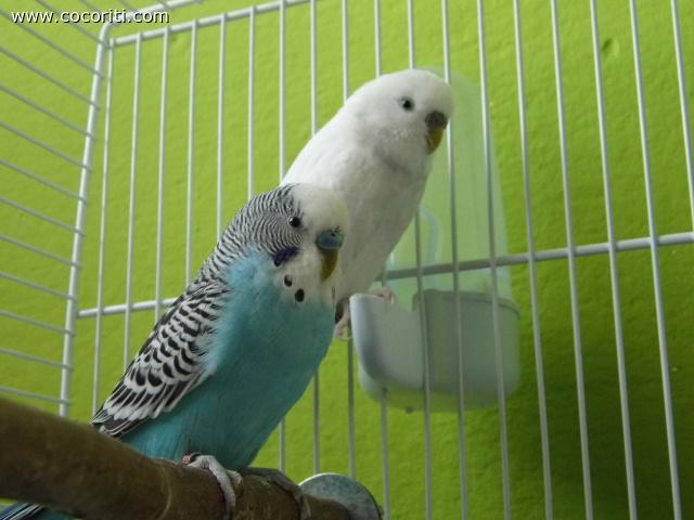 fiocco e piuma