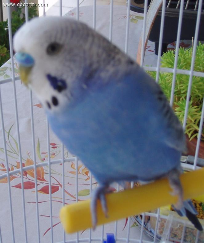 Ettore