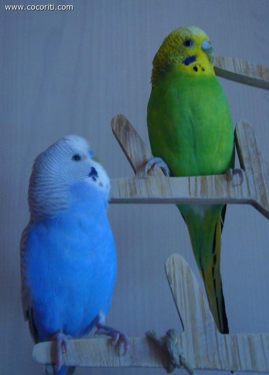 Cocoamore 