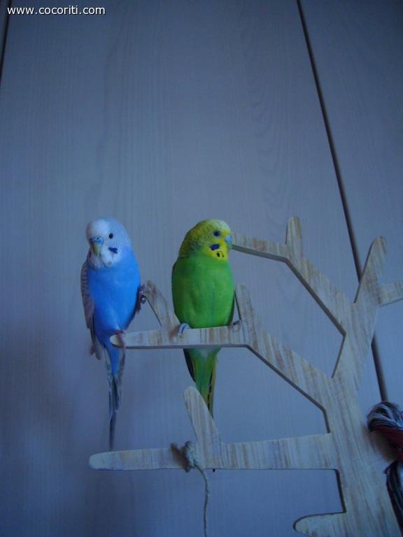 In posa sull' albero!