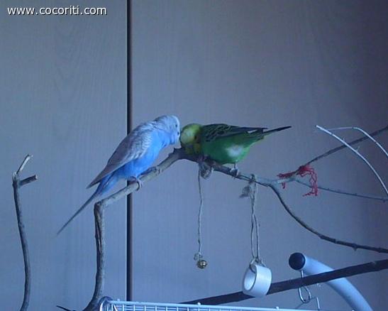Cocopredica