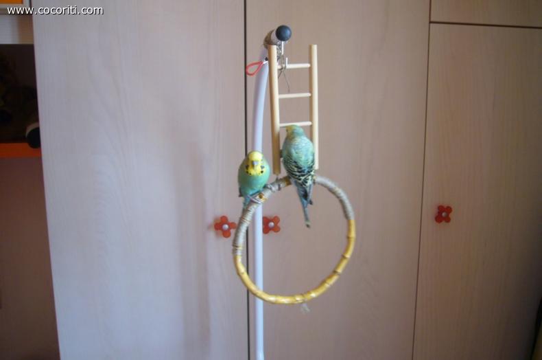 Ulisse e Cleo