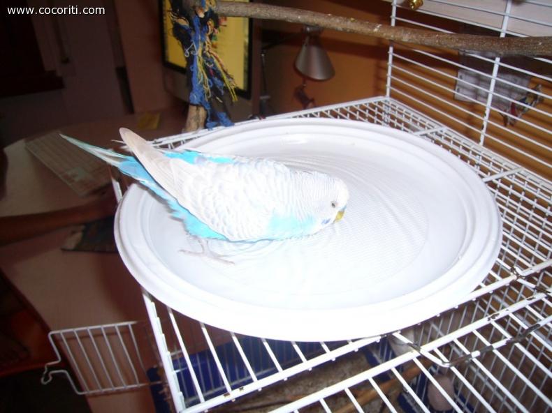 Coco fa il bagnetto
